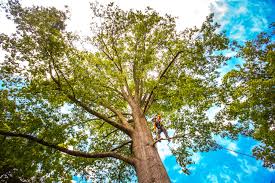 Best Hazardous Tree Removal  in Junction City, KY