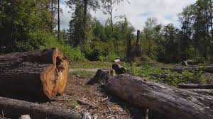 Best Tree Cabling and Bracing  in Junction City, KY
