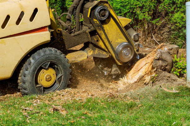 Best Landscape Design and Installation  in Junction City, KY