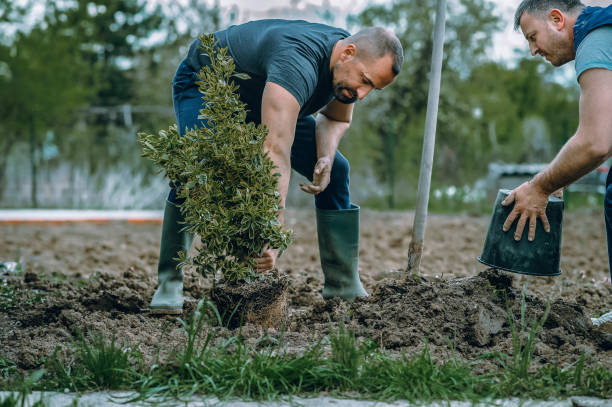 Best Fruit Tree Pruning  in Junction City, KY