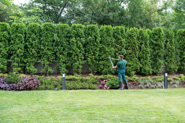 How Our Tree Care Process Works  in  Junction City, KY