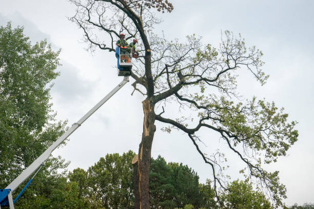 Professional Tree Services in Junction City, KY