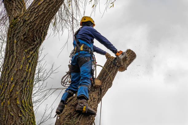 Best Tree Maintenance Programs  in Junction City, KY