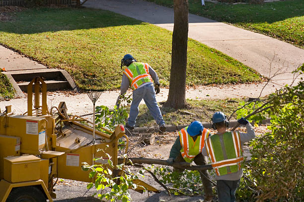 Best Tree Preservation Services  in Junction City, KY