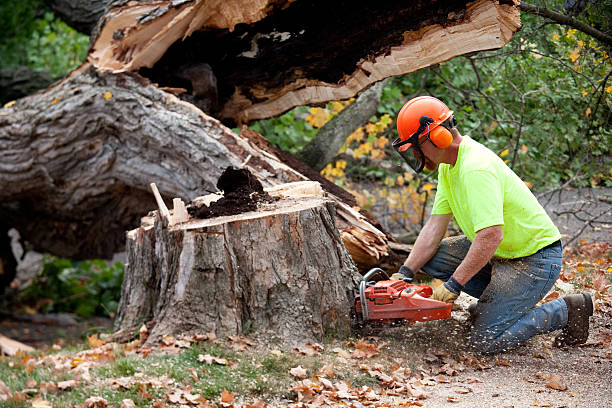  Junction City, KY Tree Services Pros