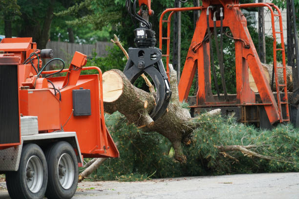 Best Tree Cabling and Bracing  in Junction City, KY
