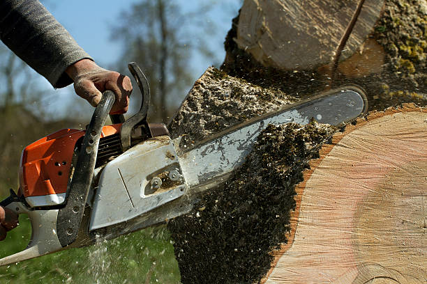 Best Tree Risk Assessment  in Junction City, KY