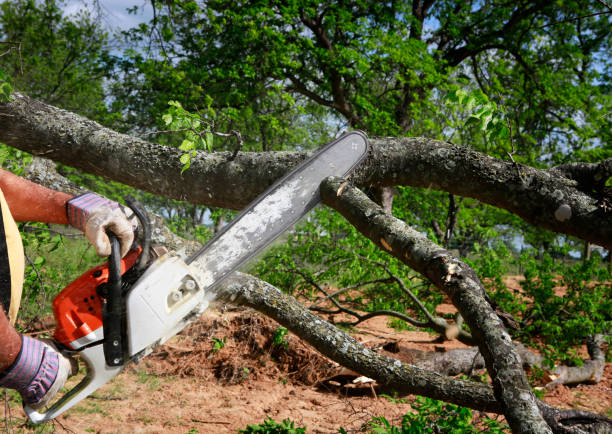  Junction City, KY Tree Services Pros